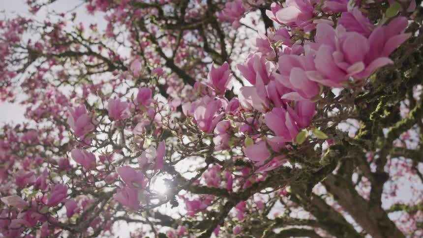 Tree covered by purple blossoms