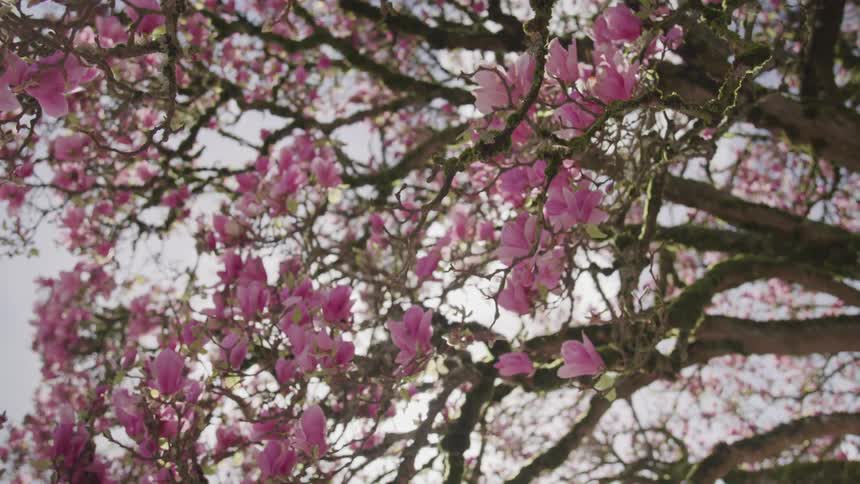 Flowers are blossoming on the tree