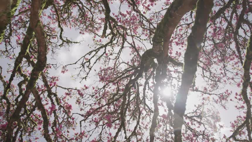 Pink flowers bloom on the tree