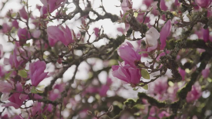 Petals are blooming on trees