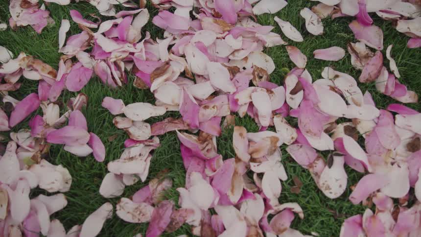 A bunch of pink flower petals laying on the grass