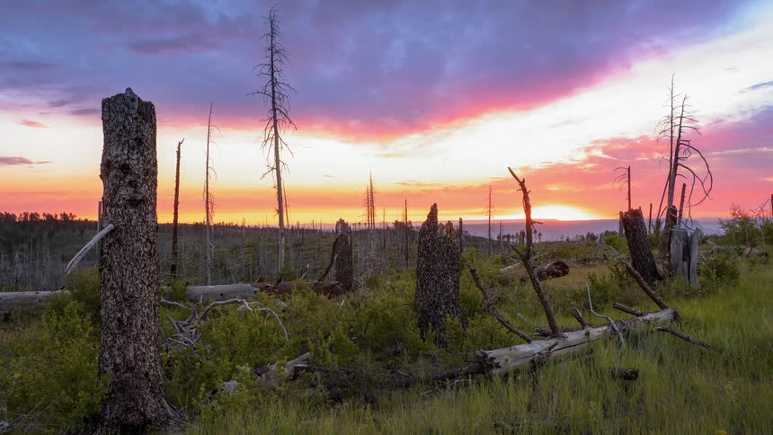 The sun rises above dead and barren trees in an empty field