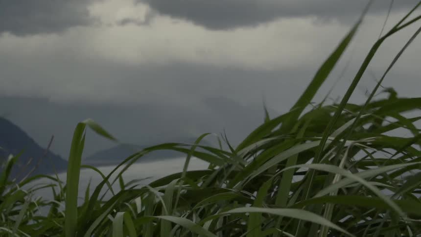 A view of grass that blows because of the wind
