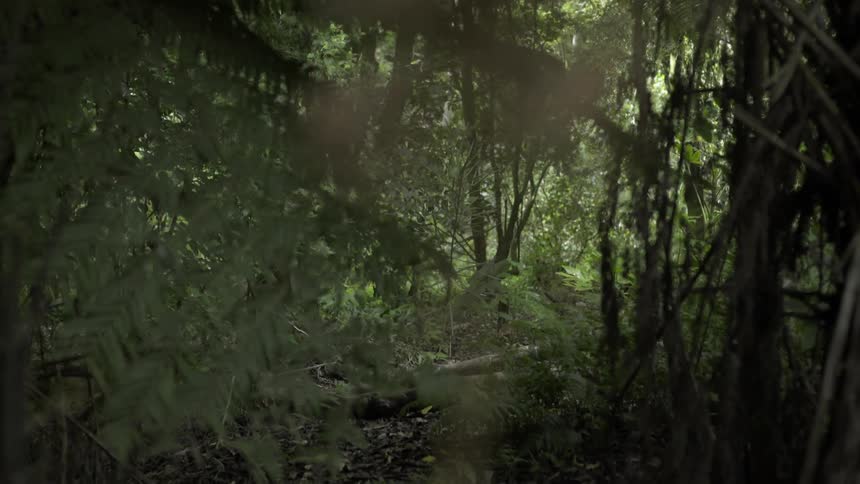 Trees Grow in the Woods With Lush Green Foliage Creating Peaceful Nature Ambience.