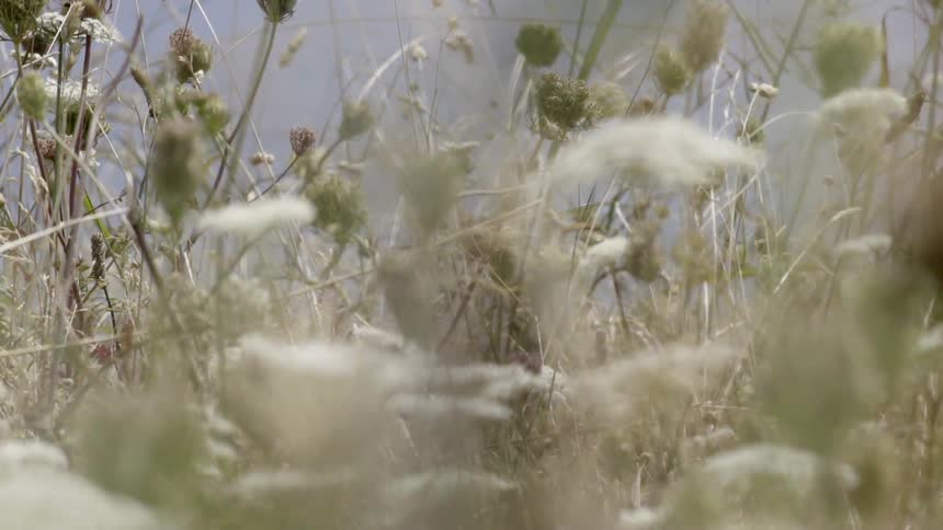 Untouched Natural Landscape With Organic Textures Evoking Calm, Balance, and Reflection.