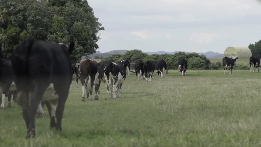 Cows Walking Through Lush Green Grassy Field Under Clear Sky in Pastoral Setting.