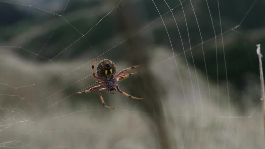 Spider Moving on Its Web Crawling Across Silk Threads in Natural Outdoor Environment.