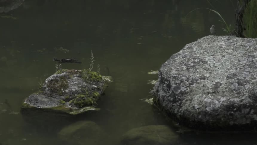Large Rocks Sitting in Green Water Creating Serene Natural Landscape and Calm Ambience.