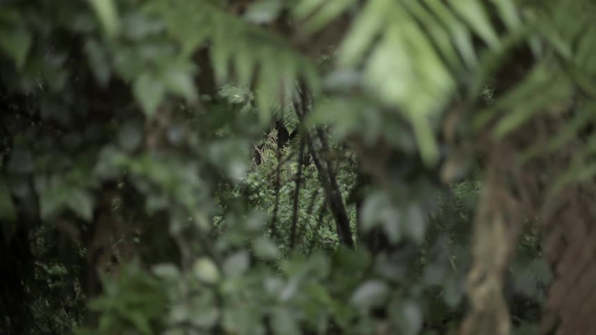 Dense Leaves and Forest Branches Swaying in Wind Creating Lush Peaceful Woodland Atmosphere.