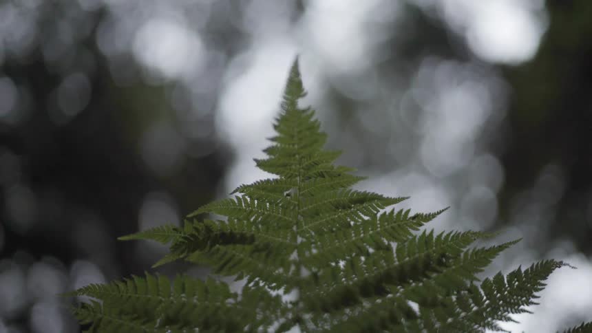 Leaves Growing on a Plant Showing Natural Growth and Green Outdoor Serenity.