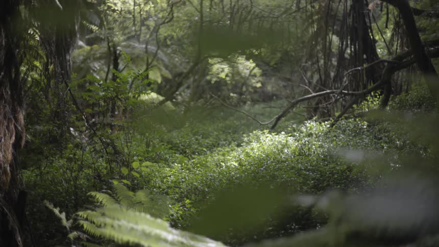 Nature Footage With Organic Landscape Elements and Natural Outdoor Environment Details.