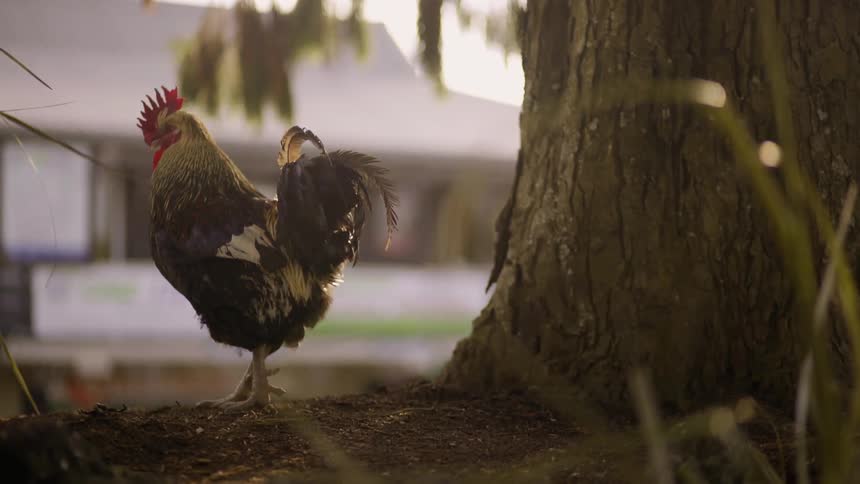 A rooster strutting in front of a tree