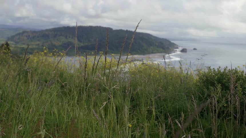 Grass waves in the wind in front of a body of water