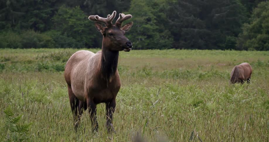 A moose is shown in a field