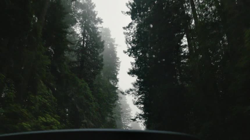 Driving down a narrow tree lined forest road on a cloudy day