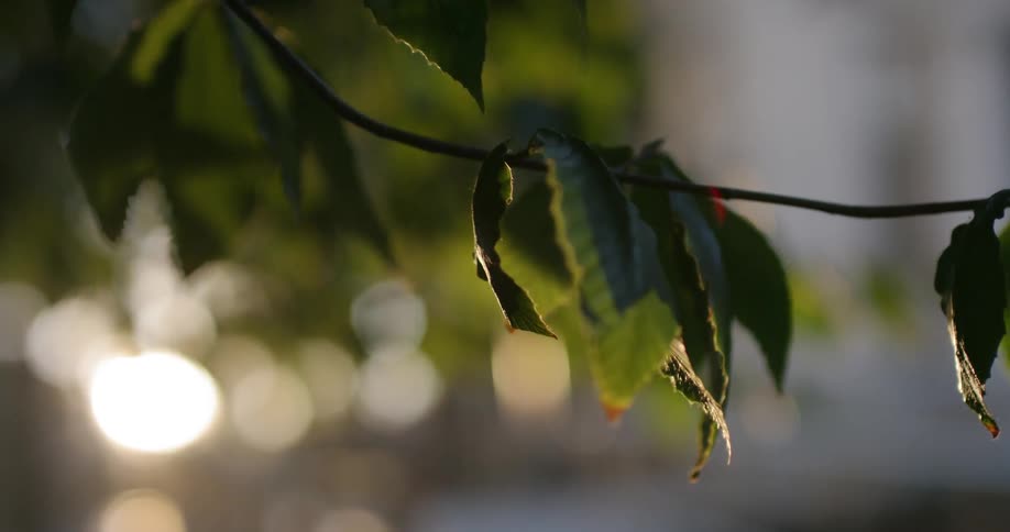 Man walking past tree branch