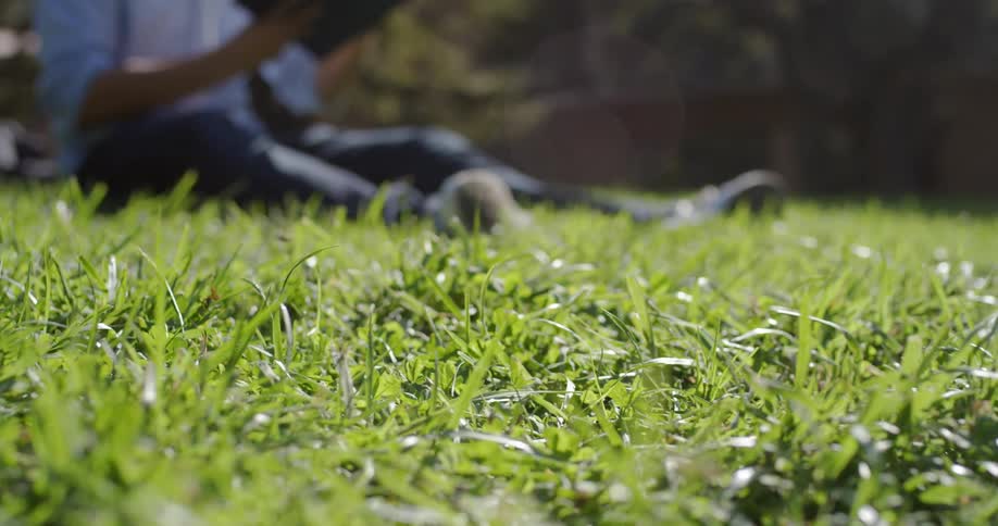 Bees fly over grass as a man reads a book in the background