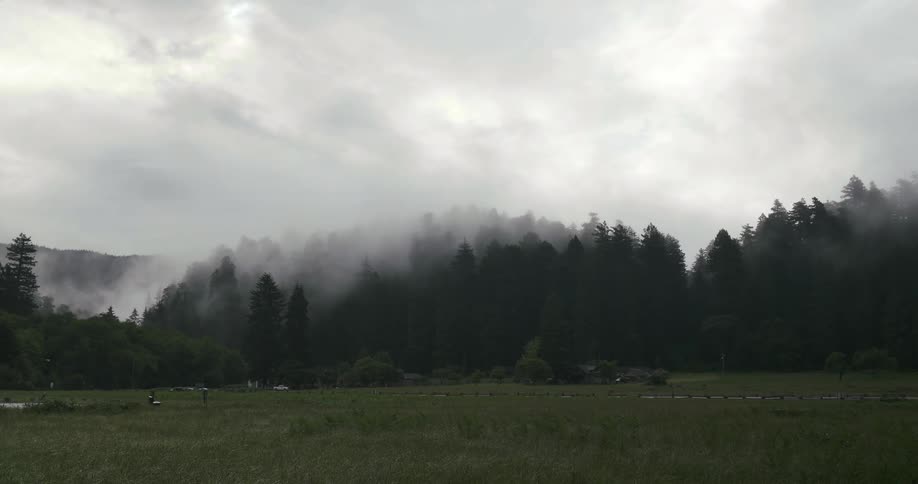 A fog covered forest