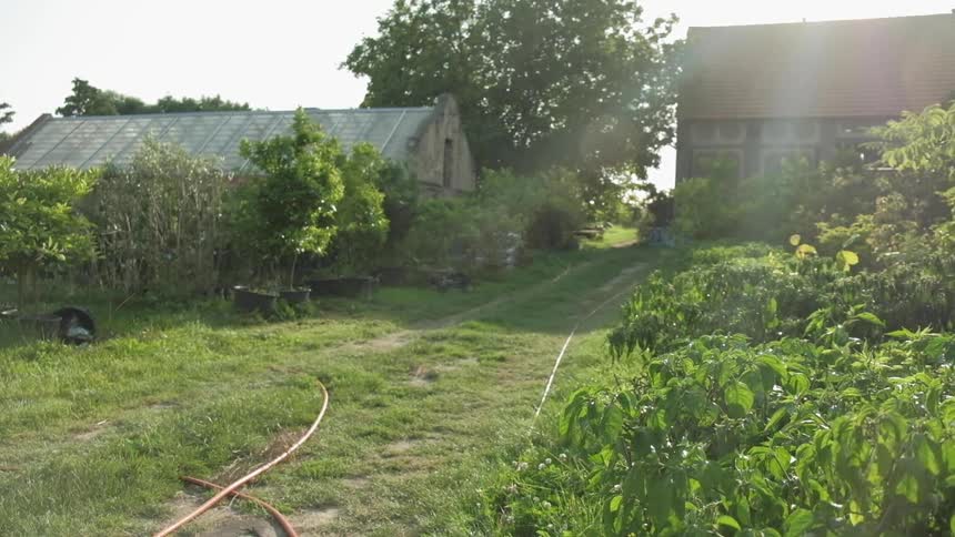 A back yard with plants and trees and a garden hose lying on the grass