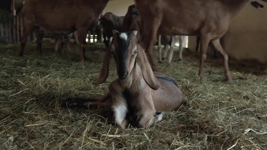 Young goat laying on the ground in a stable with other goats and hay