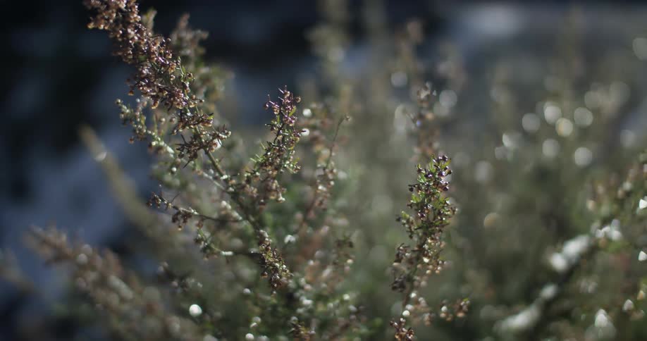 Flowers are growing;