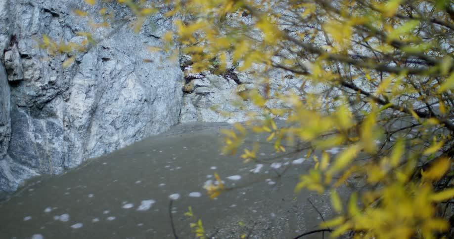 A stream flows by a yellowing tree
