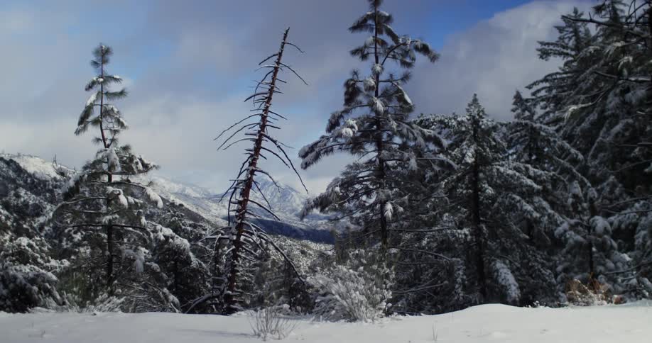 Snow covered trees