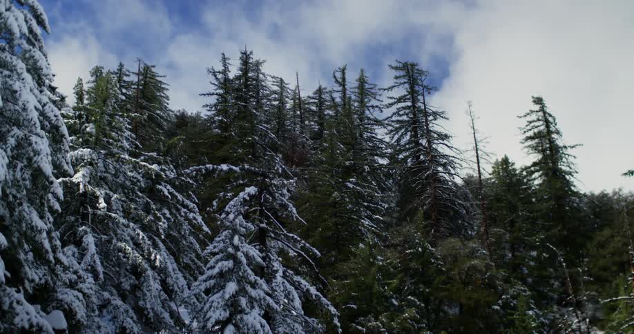 Snow covered pine trees