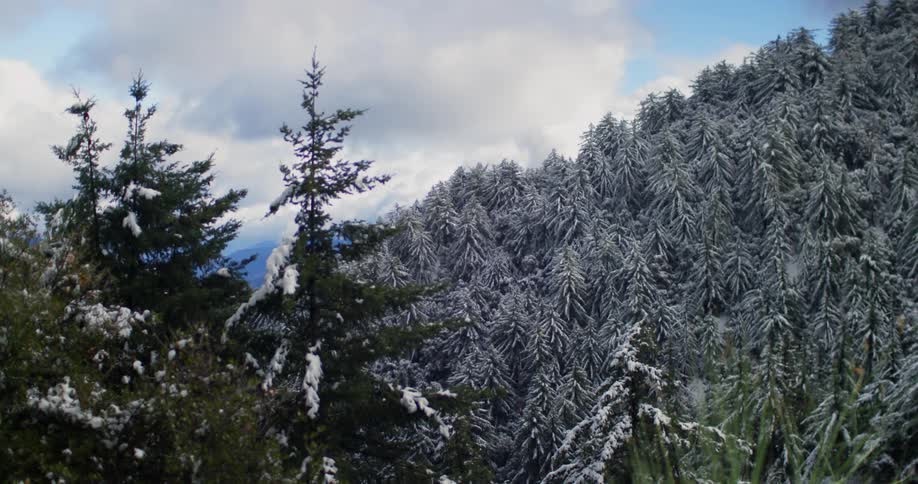 Trees are covered in snow