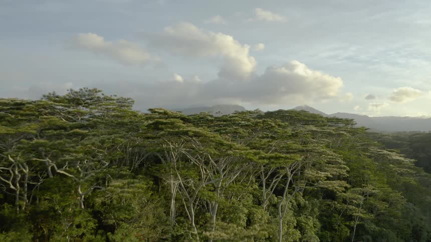 Landscape view of the tops of trees in a forest