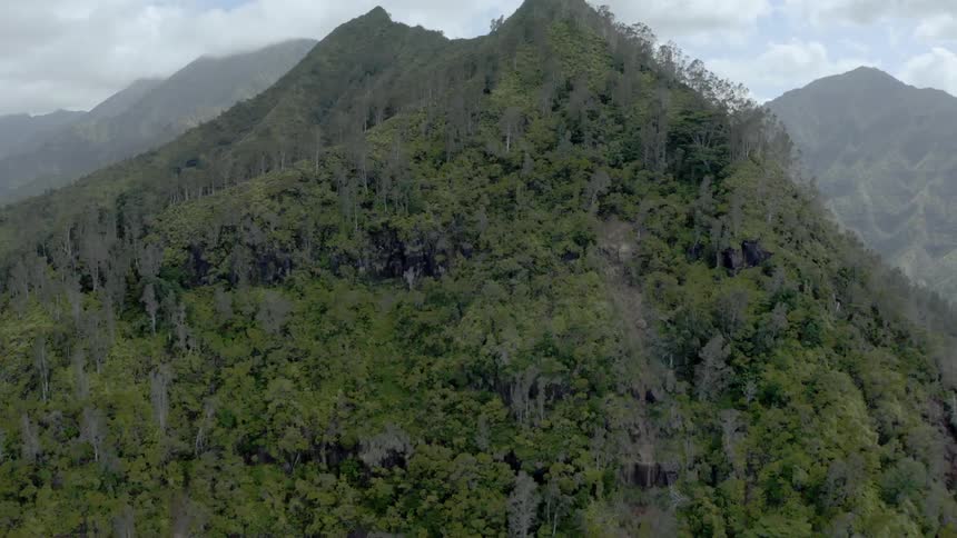 Trees are covering the mountainside