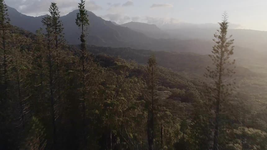 Aerial view of a forest and the mountains