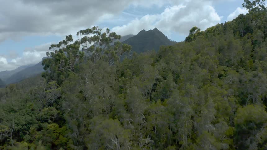 Passing over forest trees toward a mountain peak
