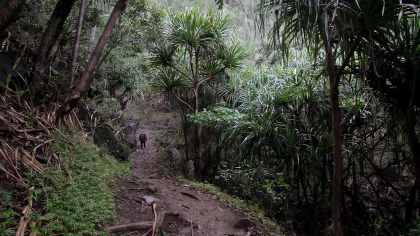 A person is hiking in the jungle