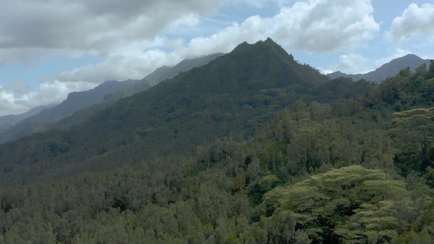 Trees are covering the mountains