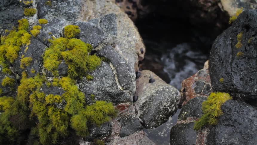 Moss is growing on a rock