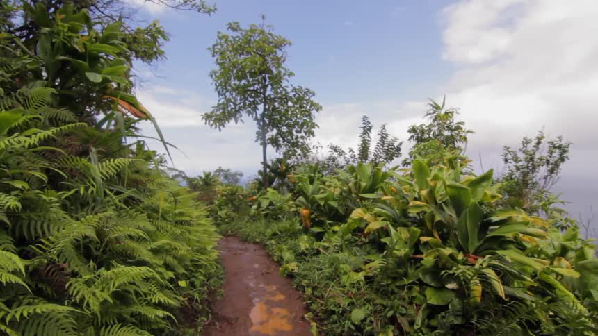 A jungle trail is shown