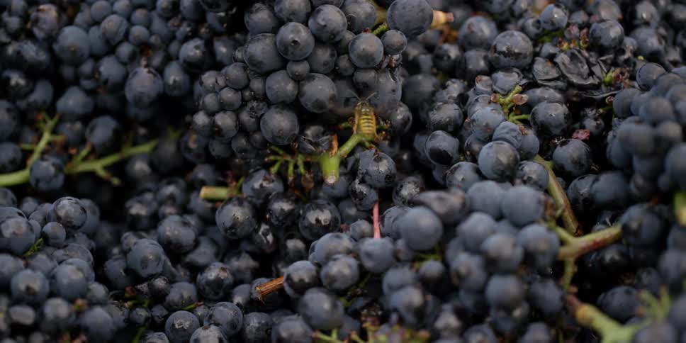 A bee flying around some grapes