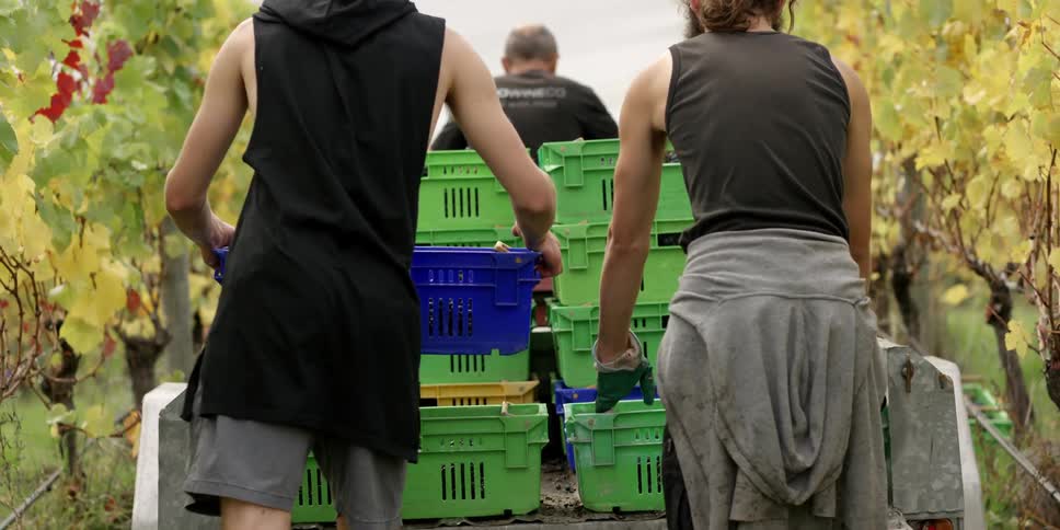 People loading baskets on a trailer