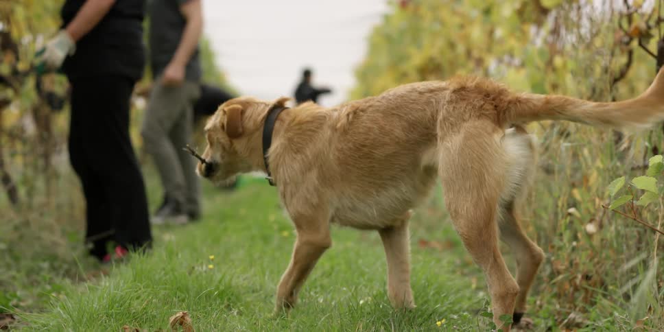 A dog picking up a stick