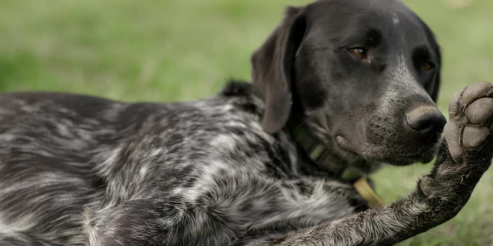 A dog is laying in a field