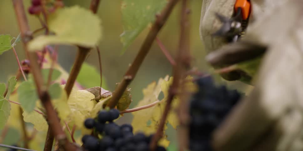 A person clipping bunches of grapes from vines on a sunny day