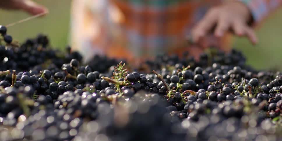 People sorting through grapes
