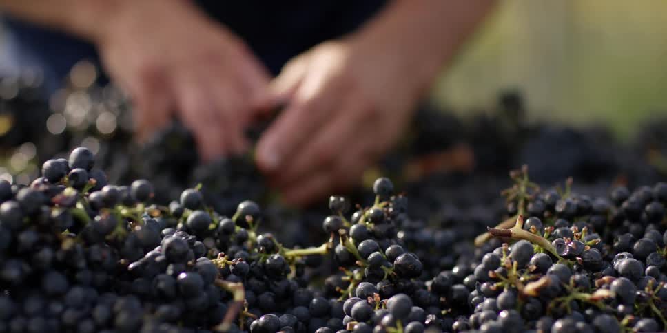 Someone is sorting grapes