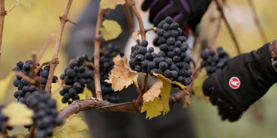 Grapes are cut from a branch in a vineyard