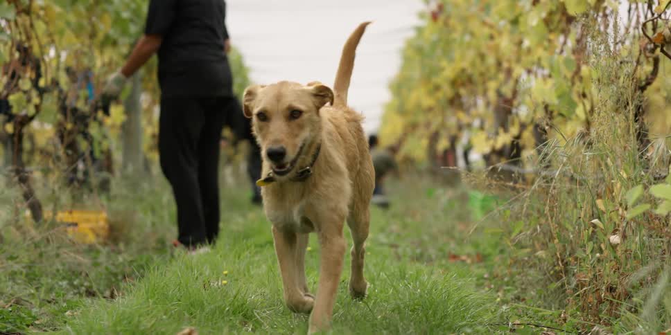 A dog jaunts through a vineyard