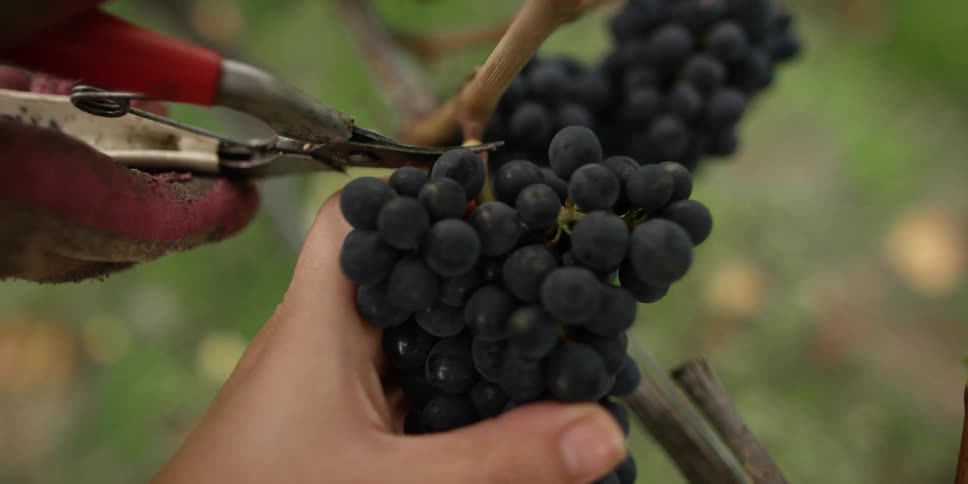 Person cuts a bunch of grapes from the vine