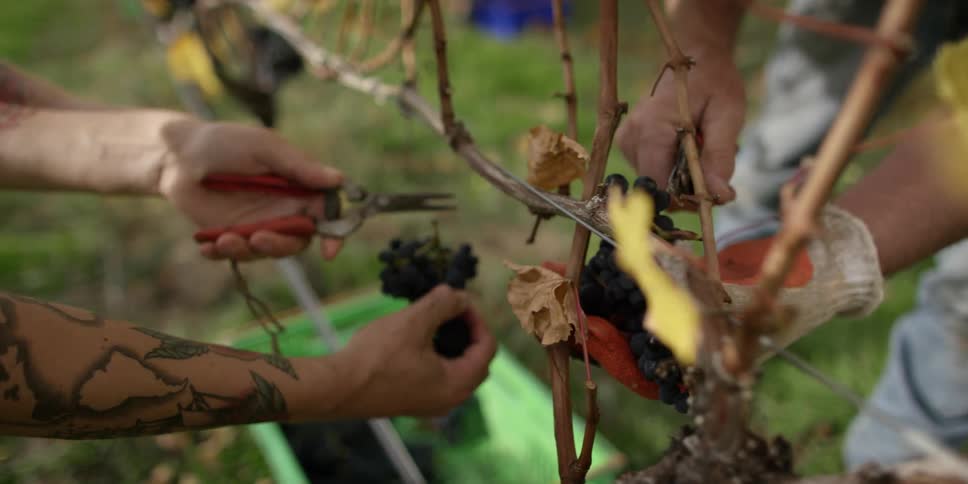 People are gathering berries