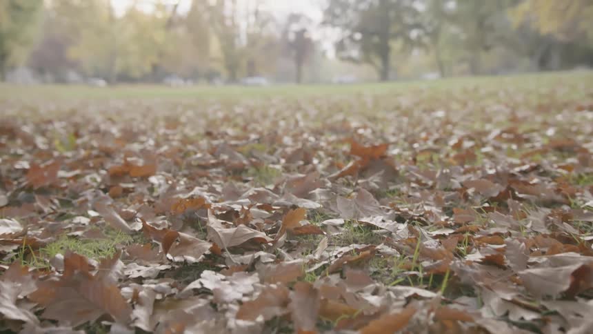 A scenery of a grass land with fallen leaves
