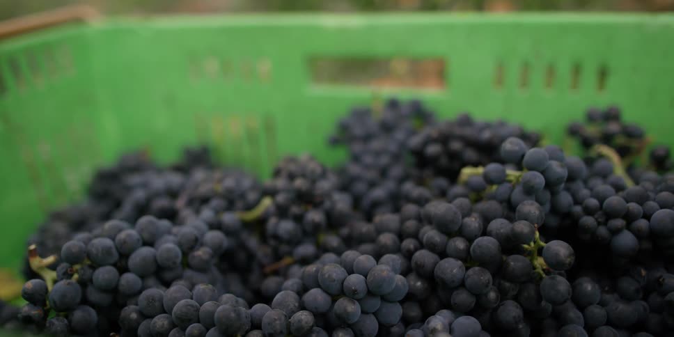 Someone is tossing bunches of grapes into a large basket